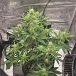 Apple fritter (strng seeds)