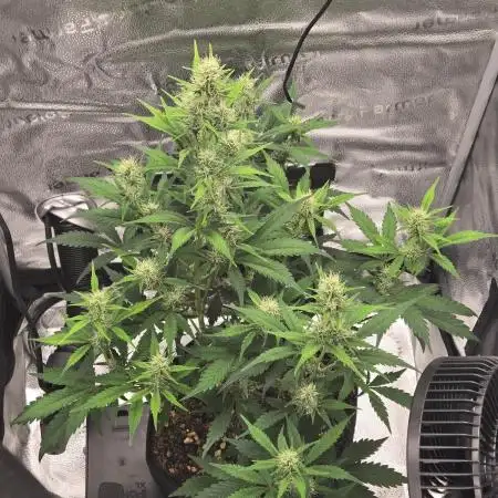 Apple fritter (strng seeds)