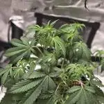 Apple fritter (strng seeds)