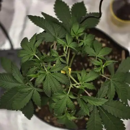 Apple fritter (strng seeds)