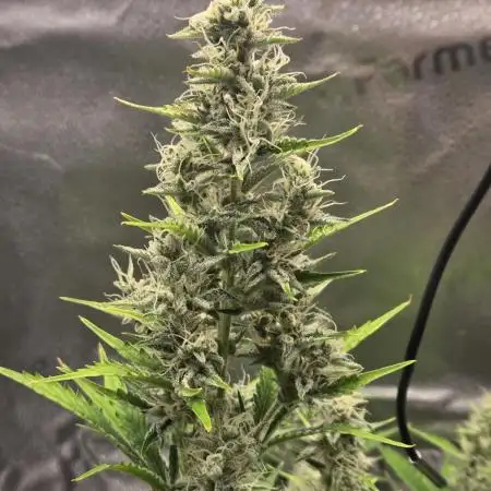 Apple fritter (strng seeds)