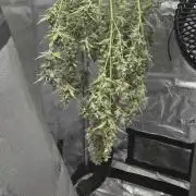 Apple fritter (strng seeds)