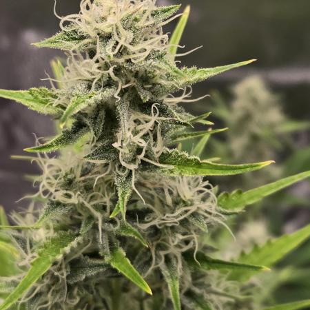 Apple fritter (strng seeds)