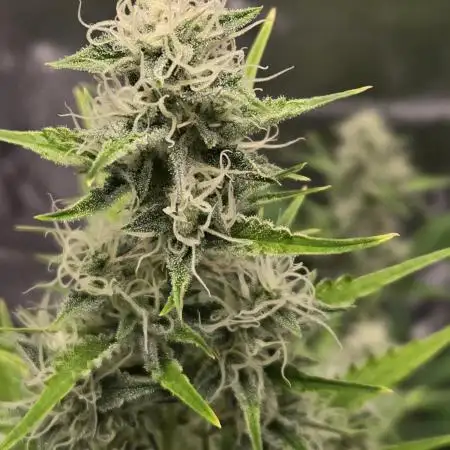 Apple fritter (strng seeds)