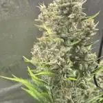 Apple fritter (strng seeds)
