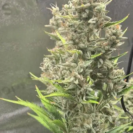 Apple fritter (strng seeds)