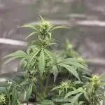 Apple fritter (strng seeds)
