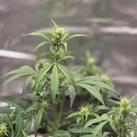 Apple fritter (strng seeds)