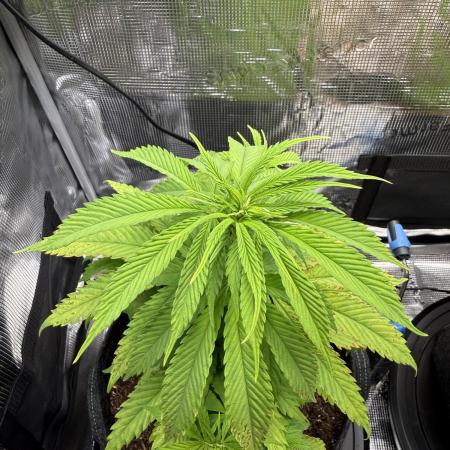 Blueberry