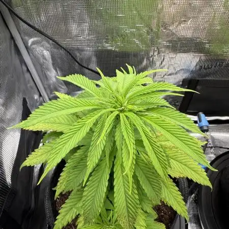 Blueberry