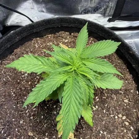 Blueberry