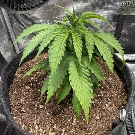 Blueberry