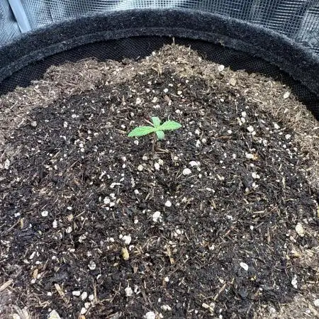 Blueberry