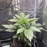 Fast Buds Apricot Auto 1st Grow