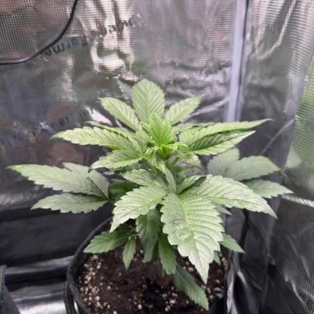 Fast Buds Apricot Auto 1st Grow
