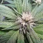 Fast Buds Lemon Cherry Cookies 1st Grow