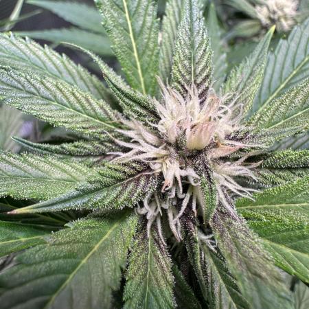 Fast Buds Lemon Cherry Cookies 1st Grow