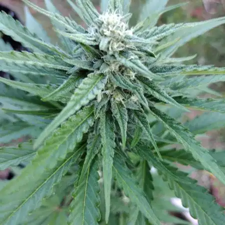 Mix Pack Auto #5 - Outdoor 2025
