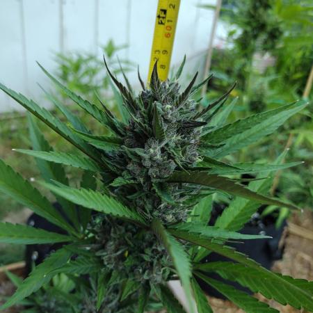 1st Grow - 2025 Outdoor