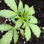 Mix Pack Autos #6 thru 9 - 2025 Outdoor