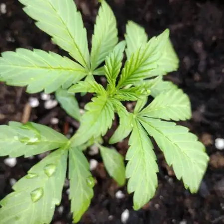 Mix Pack Autos #6 thru 9 - 2025 Outdoor
