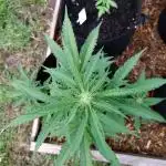 Mix Pack Auto #5 - Outdoor 2025