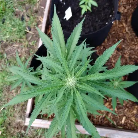 Mix Pack Auto #5 - Outdoor 2025
