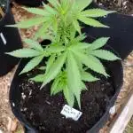 Mix Pack Auto #5 - Outdoor 2025