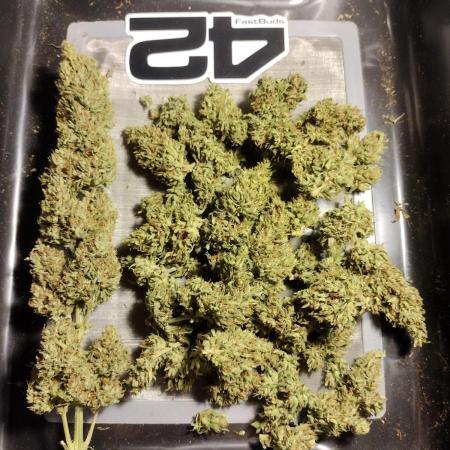 1st Grow - 2025 Outdoor