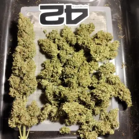 1st Grow - 2025 Outdoor