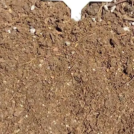 Gorilla Zkittlez #2 - Outdoor 2025
