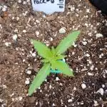 Mix Pack Autos #6 thru 9 - 2025 Outdoor