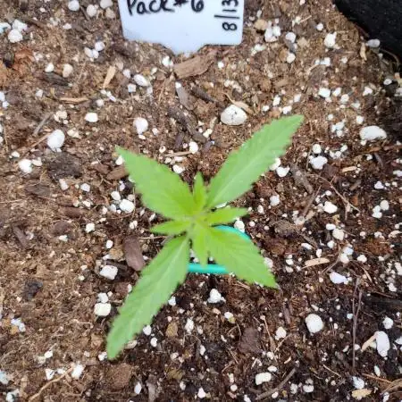 Mix Pack Autos #6 thru 9 - 2025 Outdoor