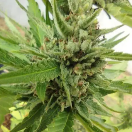 1st Grow - 2025 Outdoor