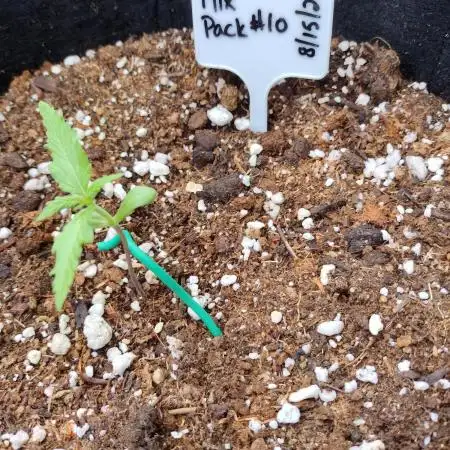 Mix Pack Auto #10 - 2025 Outdoor