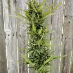 1st Grow - 2025 Outdoor