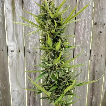 1st Grow - 2025 Outdoor
