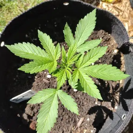 Mix Pack Auto #10 - 2025 Outdoor