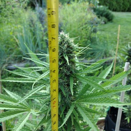 1st Grow - 2025 Outdoor