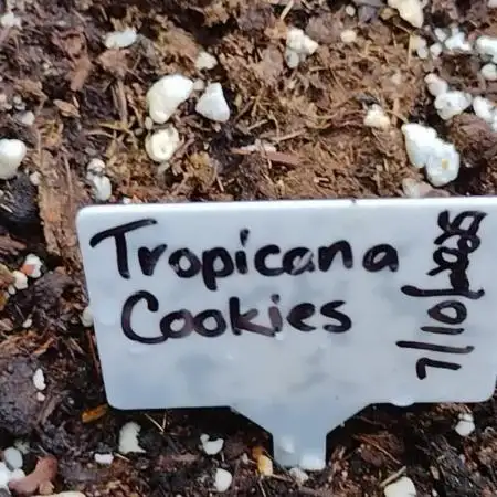 Tropicana Cookies - 2025 Outdoor