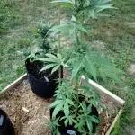 Tropicana Cookies - 2025 Outdoor