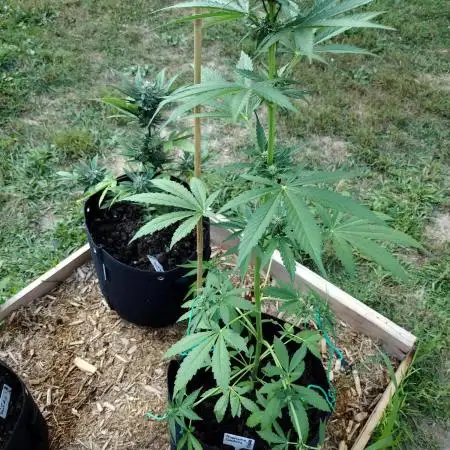 Tropicana Cookies - 2025 Outdoor