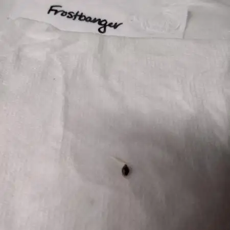 Frostbanger (Fastbuds) - 2025 Outdoor