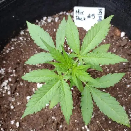 Mix Pack Auto #5 - Outdoor 2025