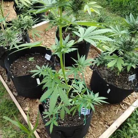 Tropicana Cookies - 2025 Outdoor