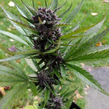 Mix Pack Autos #6 thru 9 - 2025 Outdoor