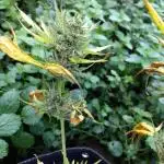 Mix Pack Auto #5 - Outdoor 2025