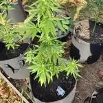 Mix Pack Autos #6 thru 9 - 2025 Outdoor