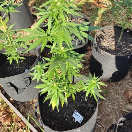 Mix Pack Autos #6 thru 9 - 2025 Outdoor