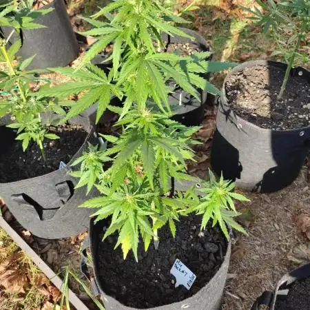 Mix Pack Autos #6 thru 9 - 2025 Outdoor
